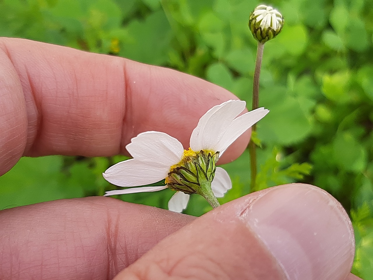 Anthemis chia