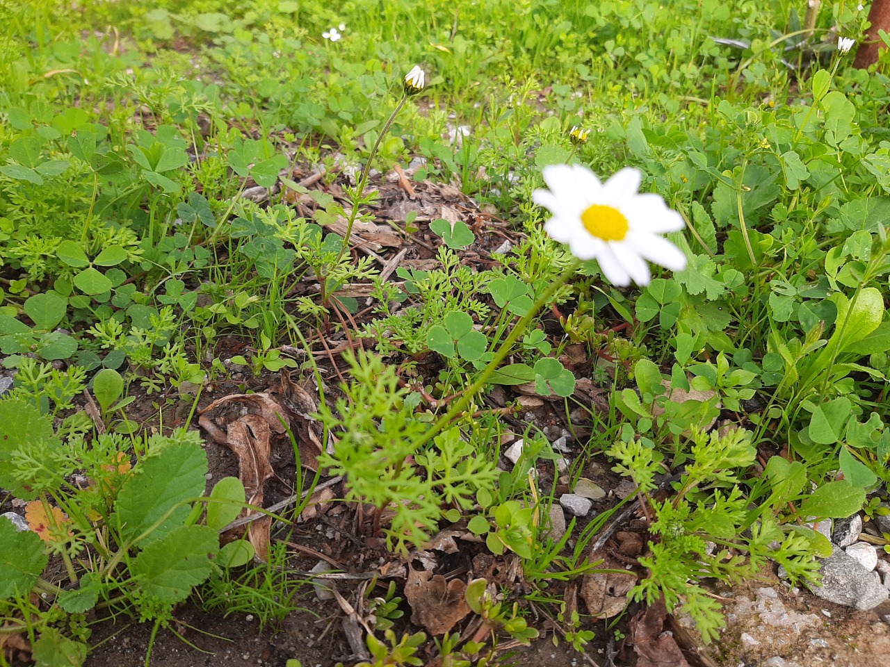 Anthemis chia