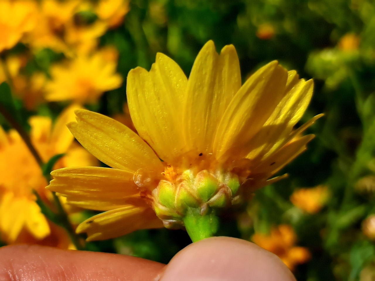 Glebionis segetum