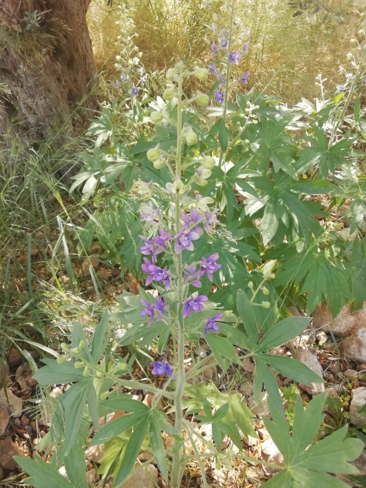 Staphisagria macrosperma