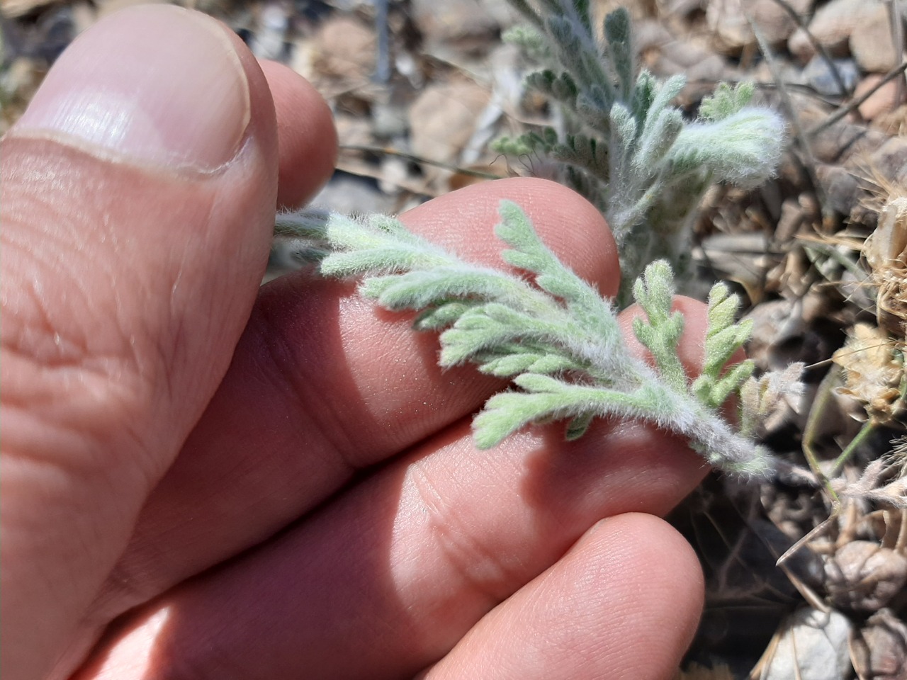 Anthemis tomentosa