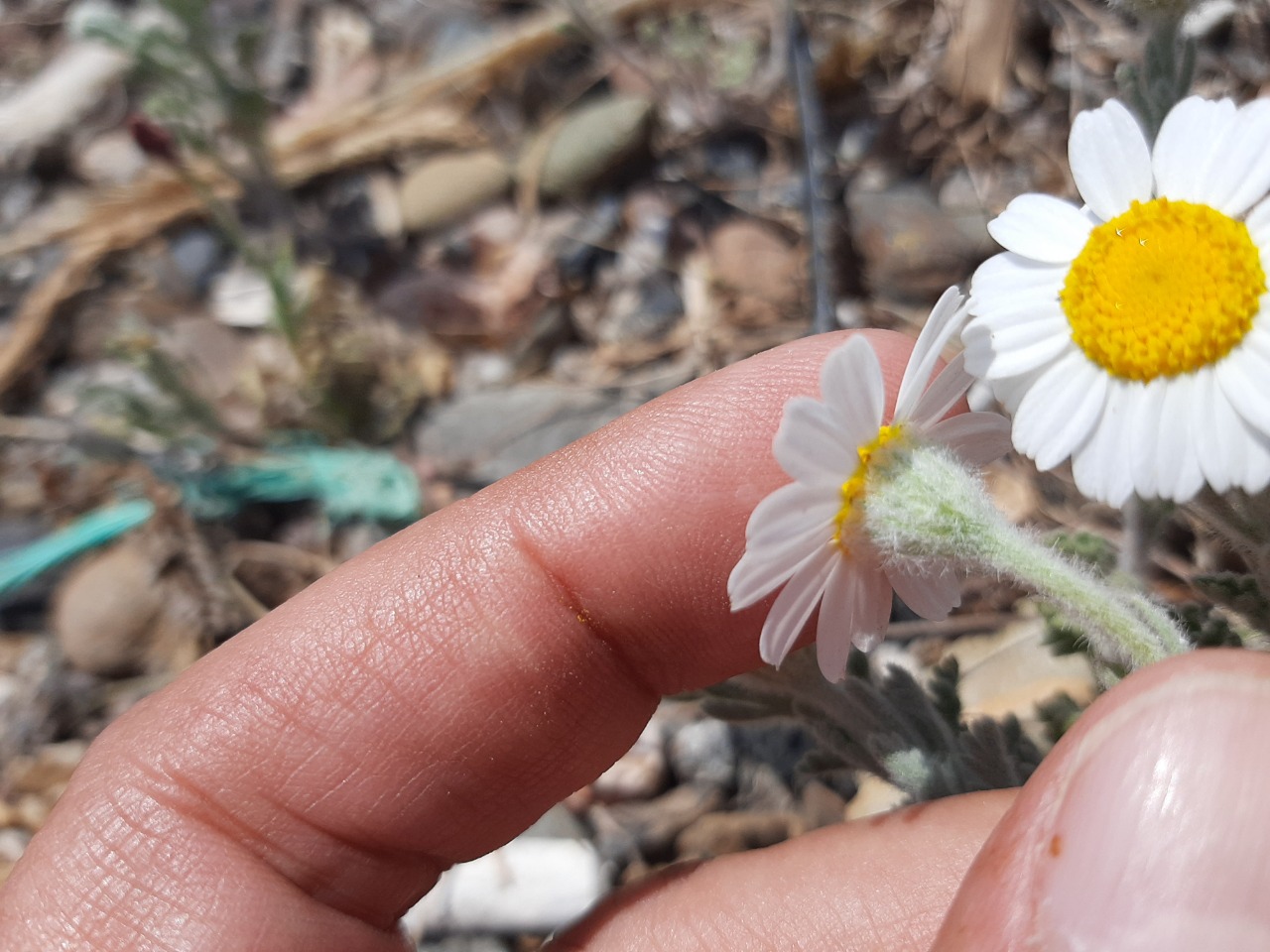 Anthemis tomentosa