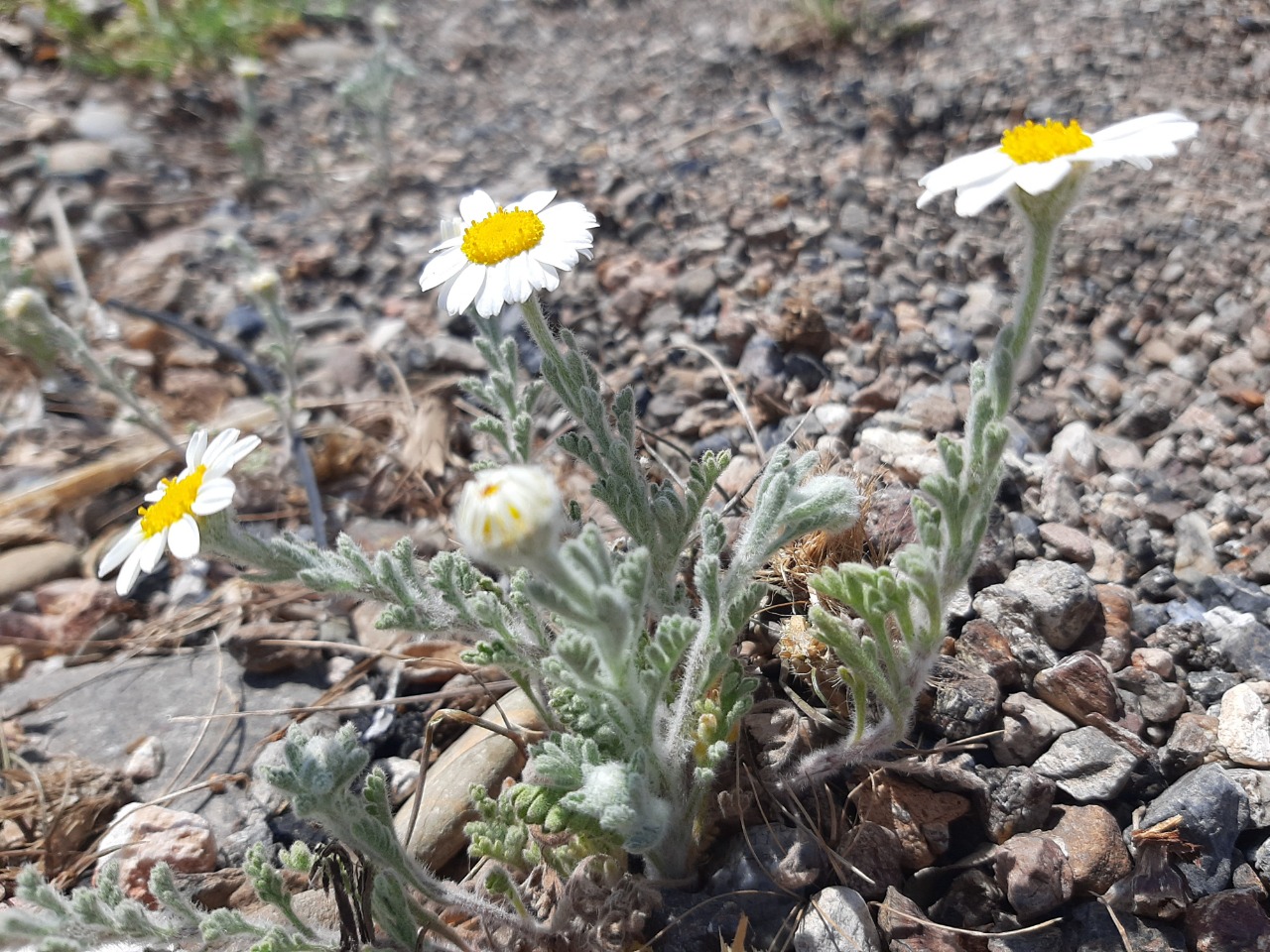 Anthemis tomentosa