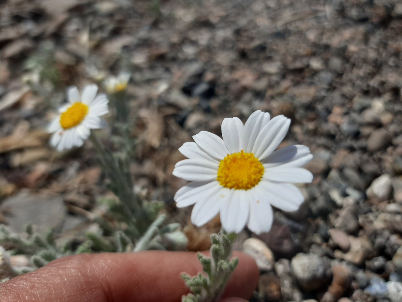 Anthemis tomentosa