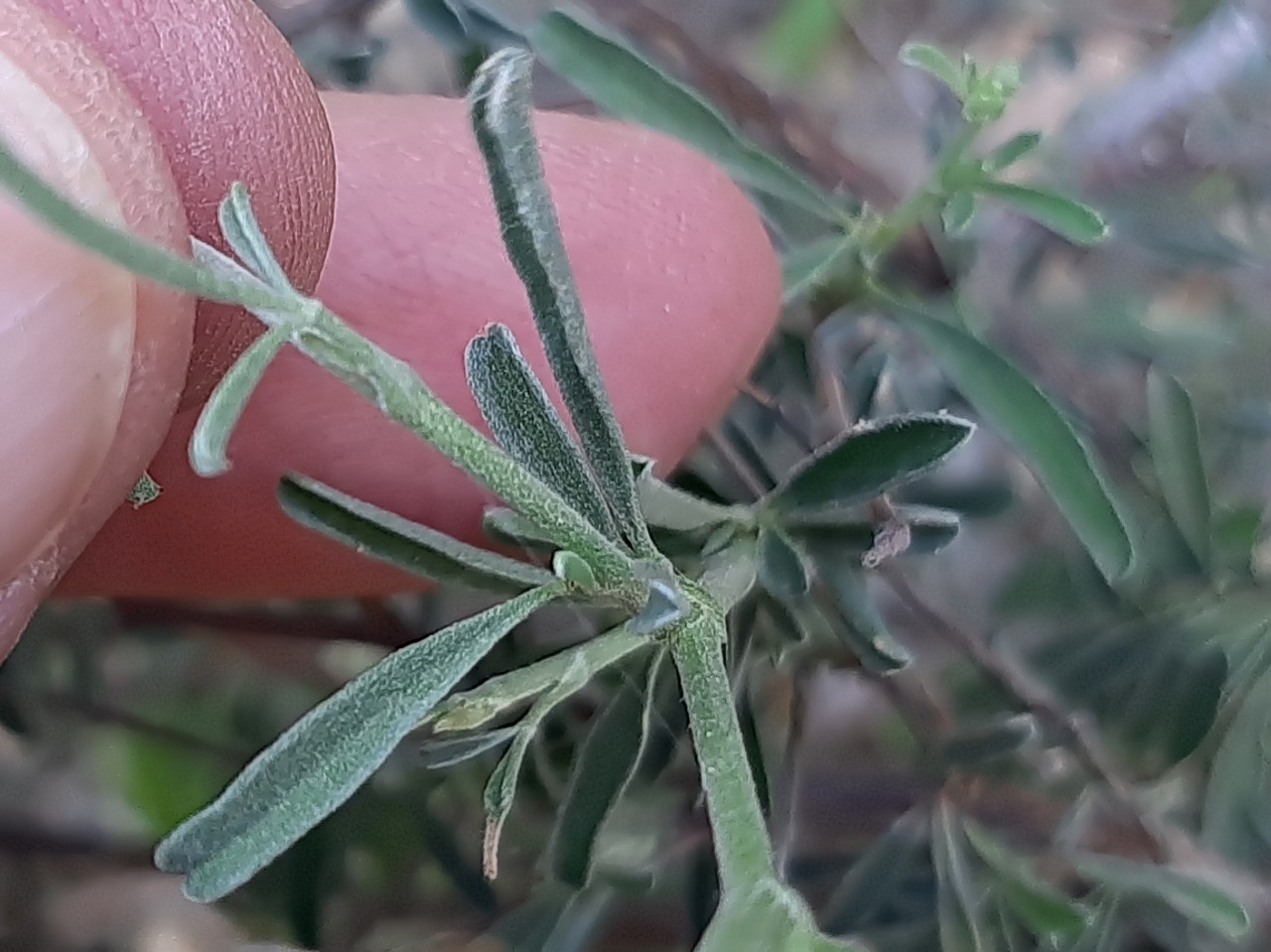 Anthyllis hermanniae