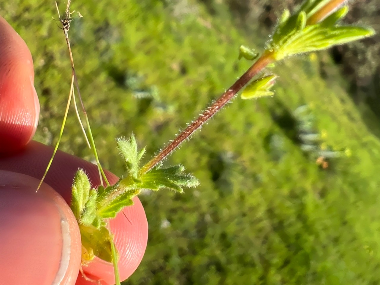 Parentucellia latifolia