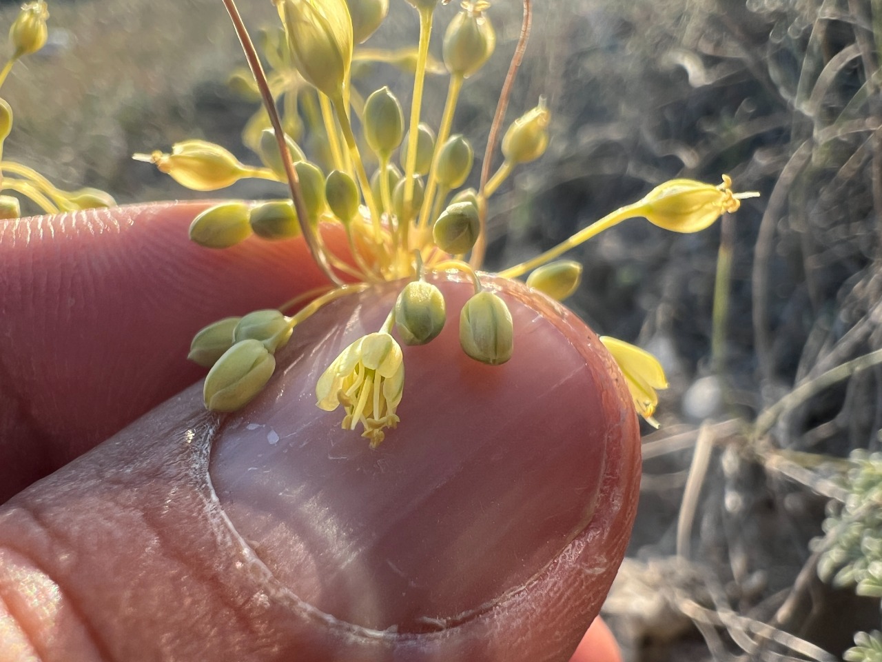 Allium flavum