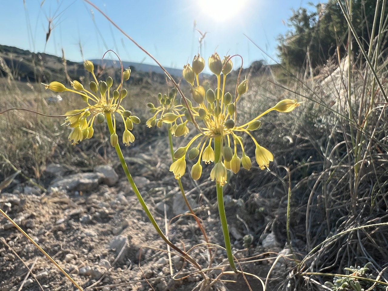 Allium flavum