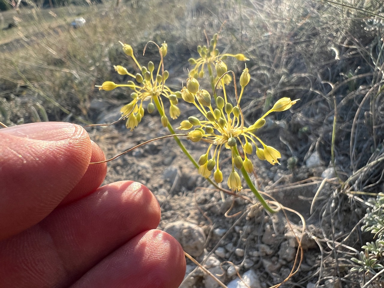 Allium flavum