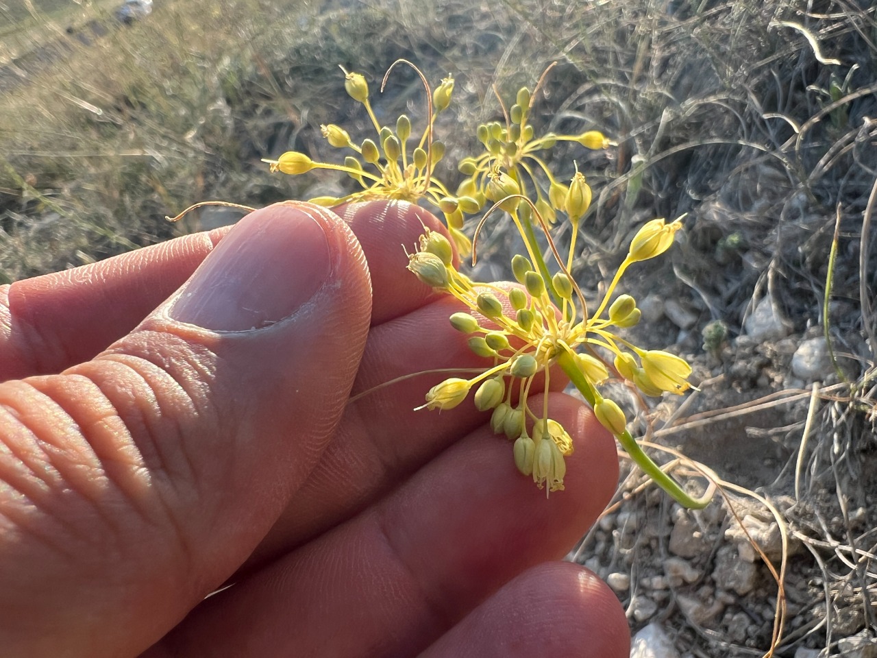 Allium flavum