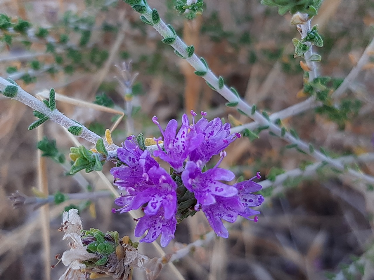 Thymbra capitata