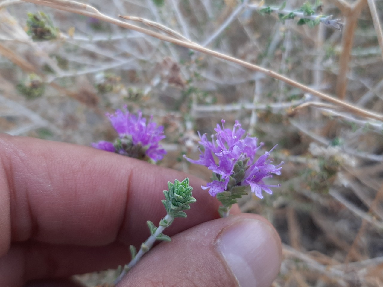 Thymbra capitata