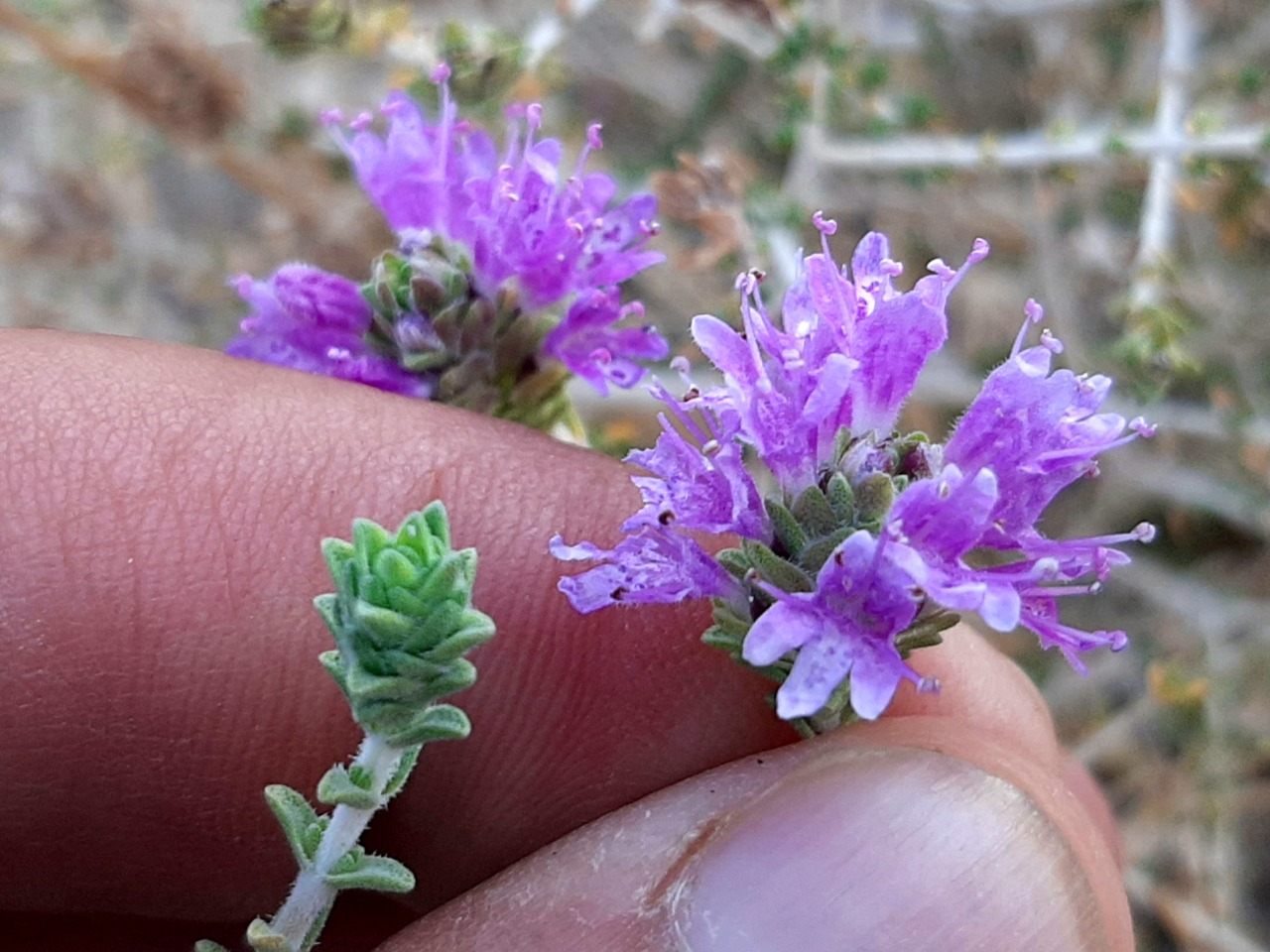 Thymbra capitata