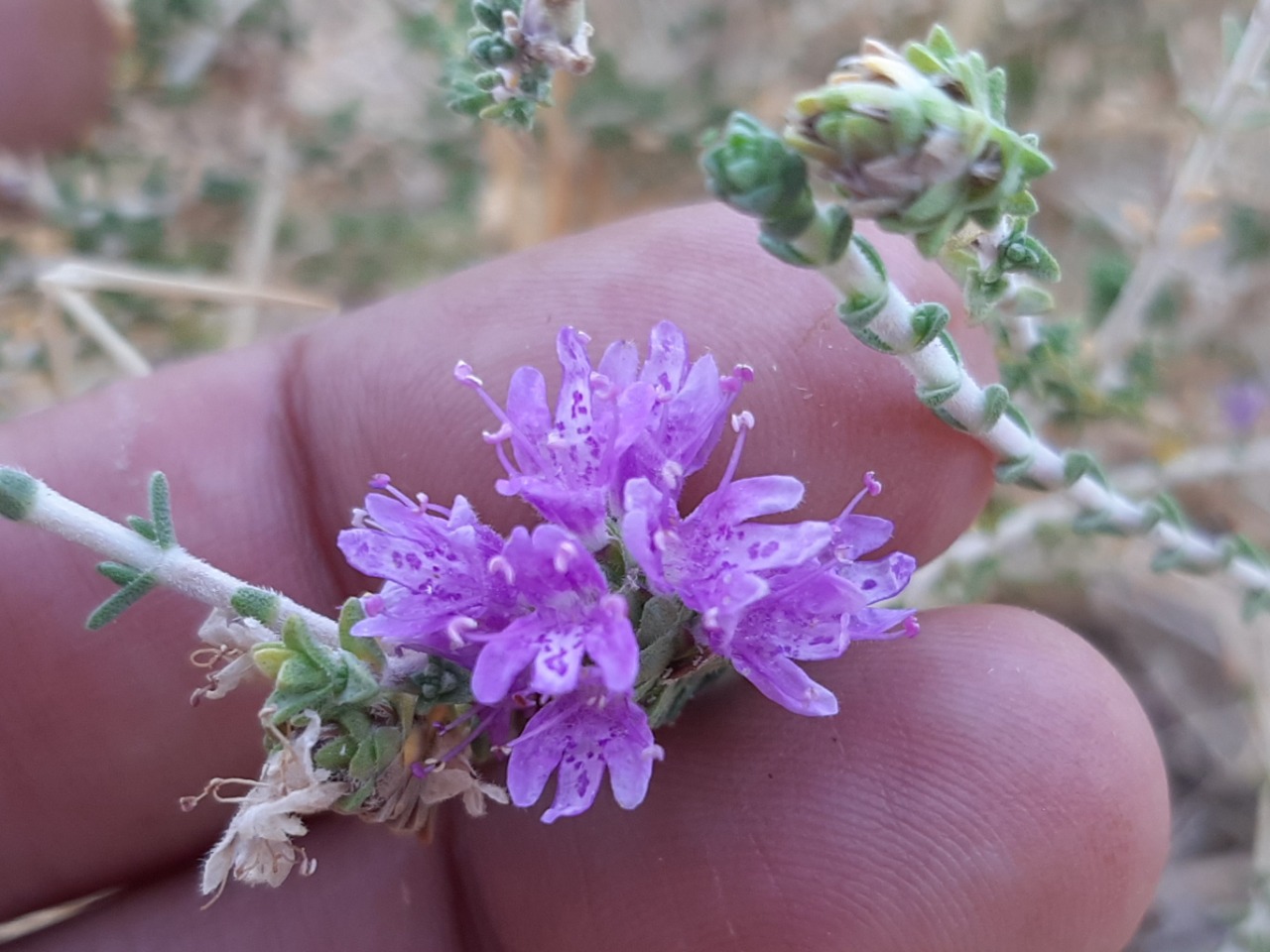 Thymbra capitata