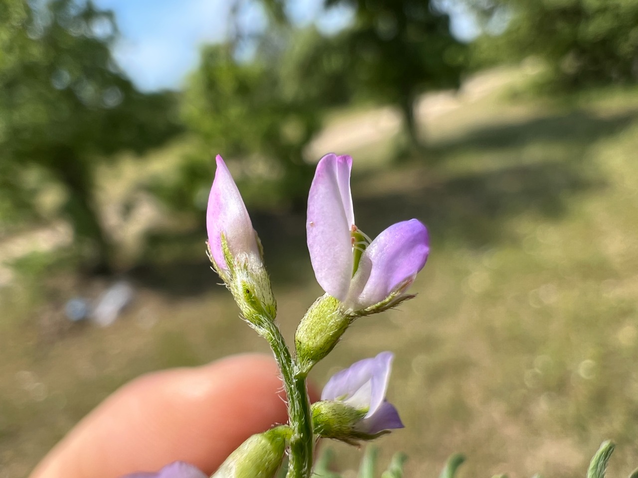 Biserrula pelecinus