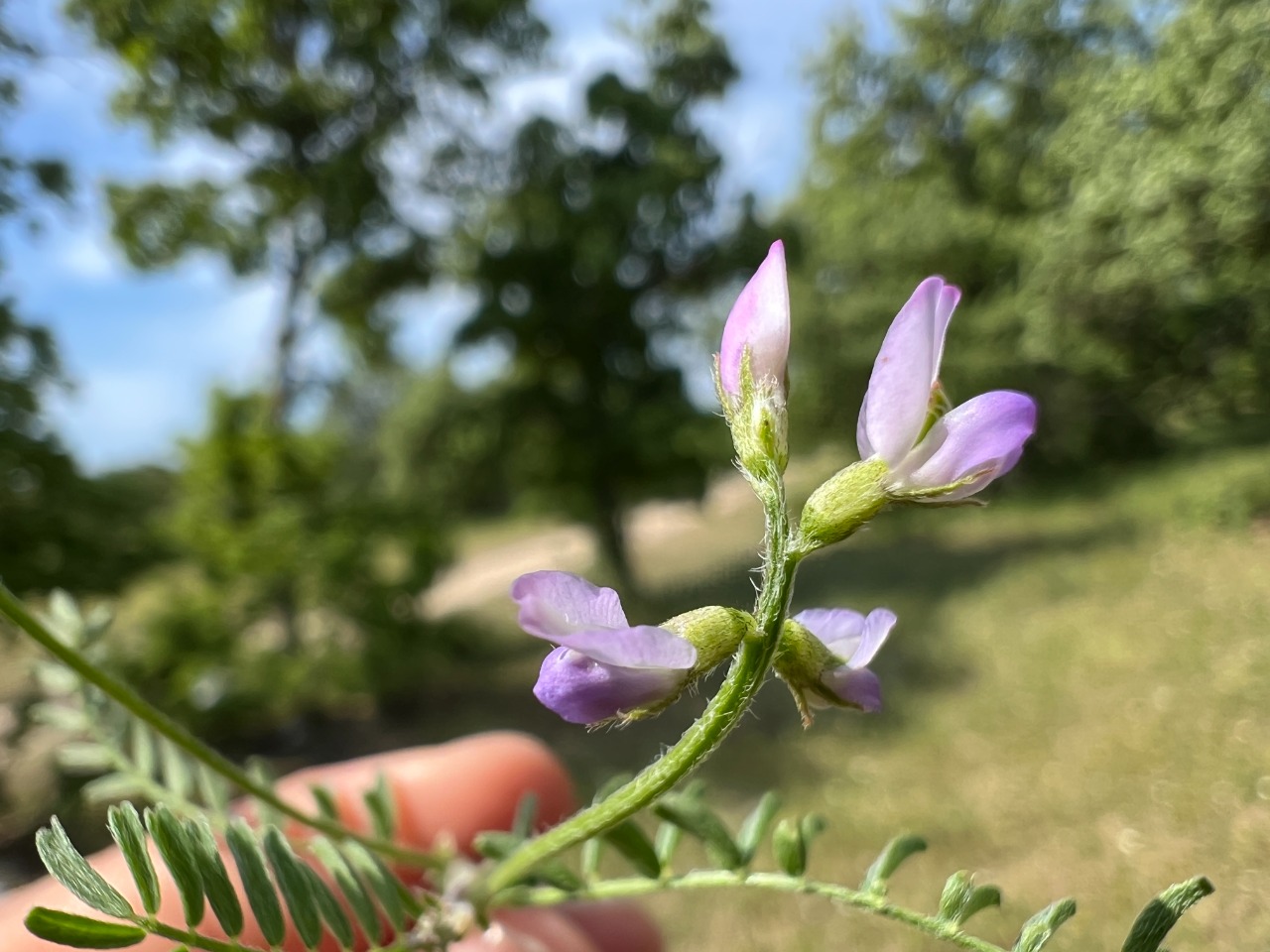 Biserrula pelecinus