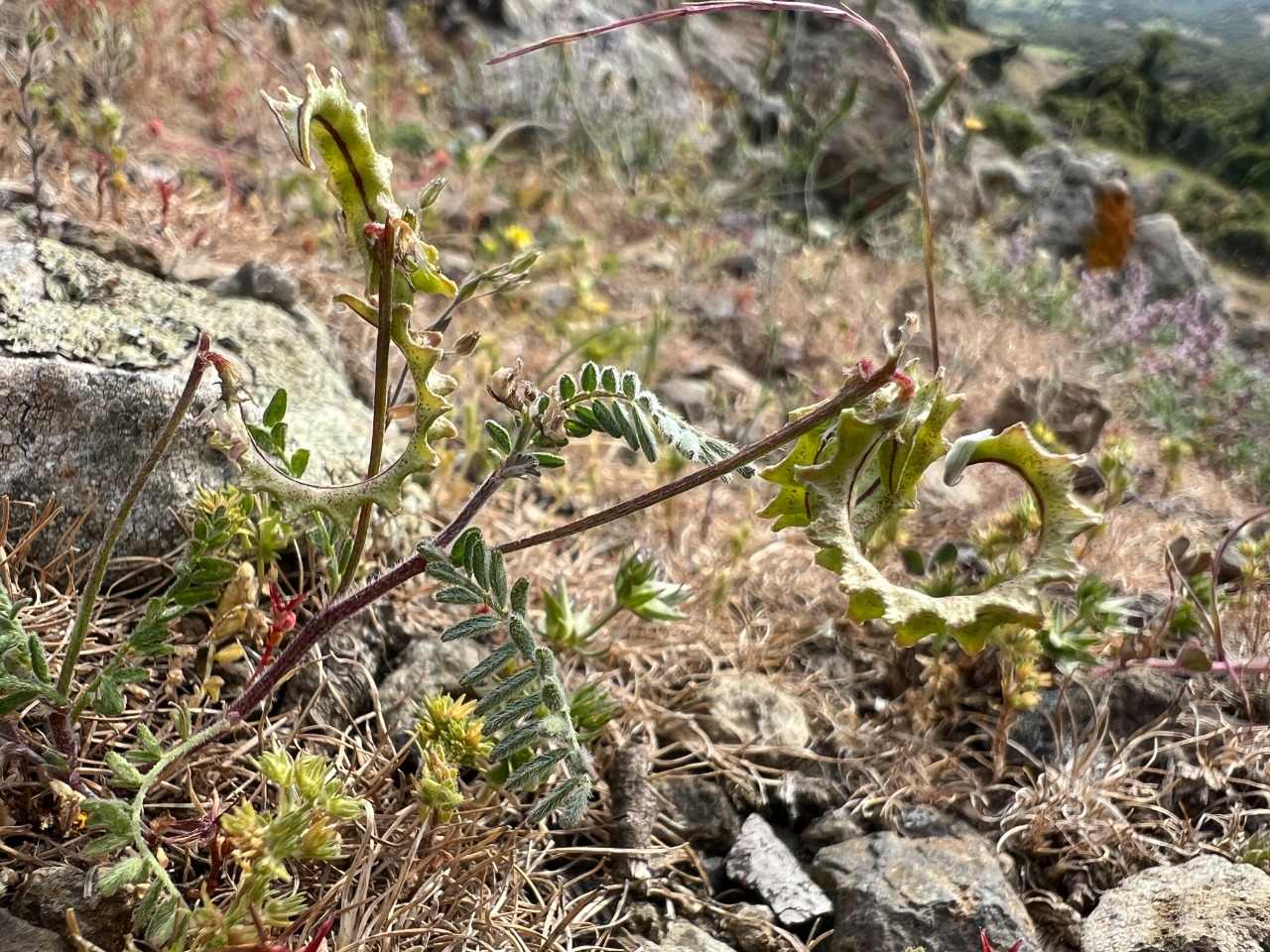 Biserrula pelecinus