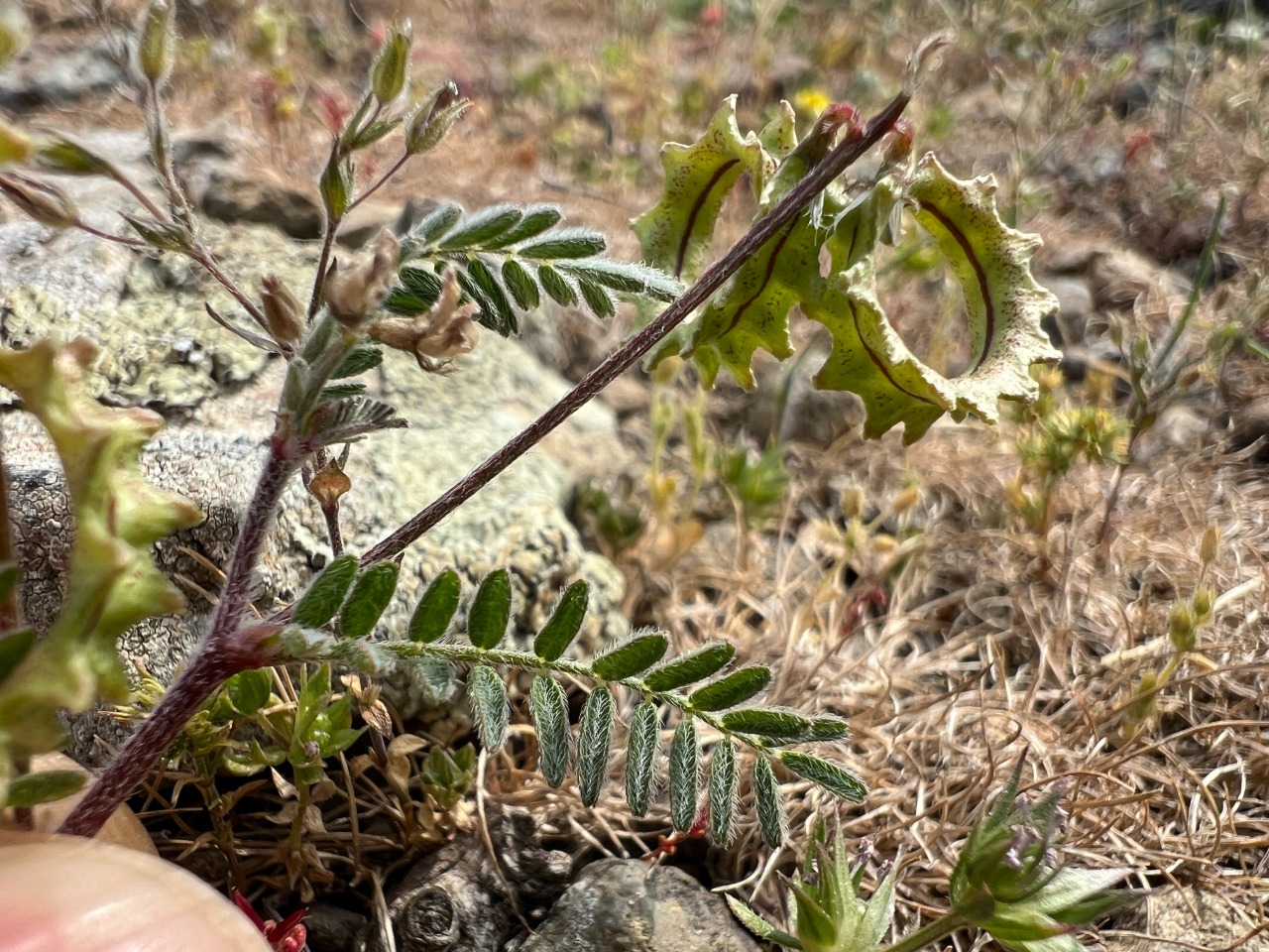 Biserrula pelecinus
