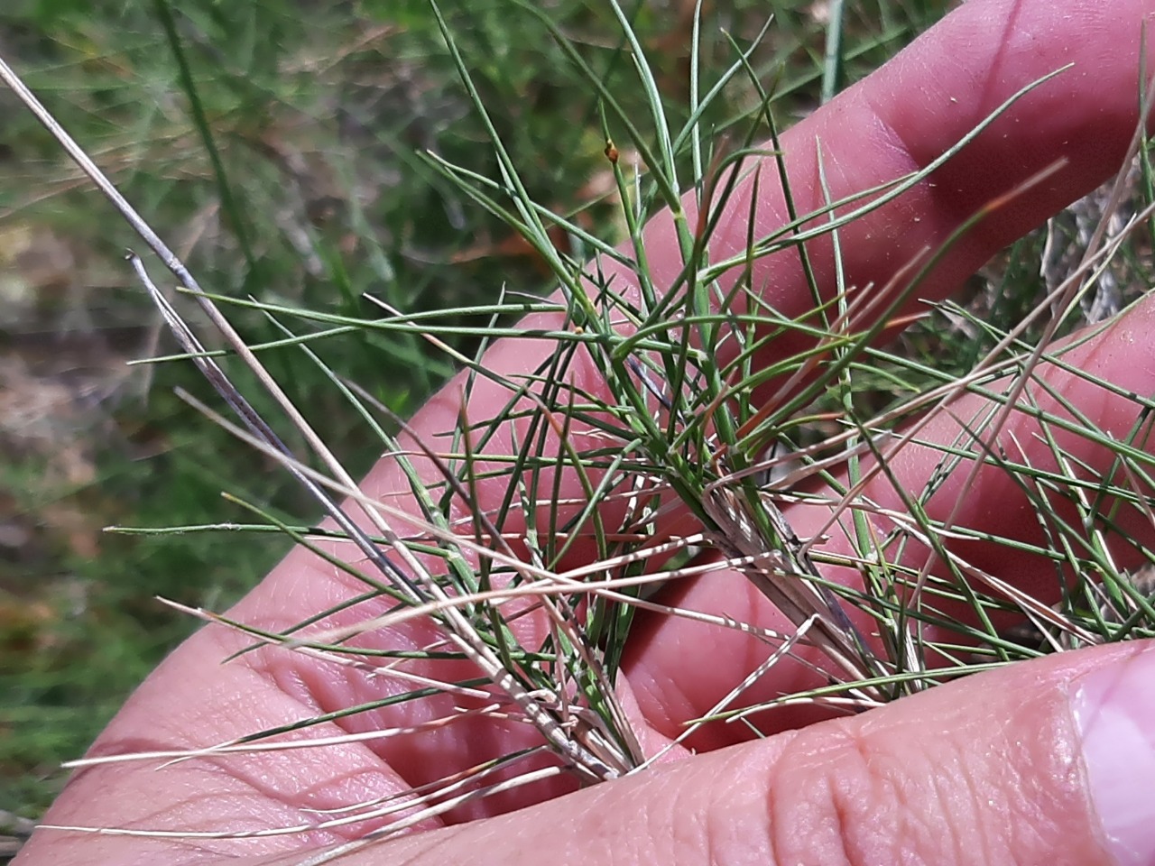 Brachypodium retusum