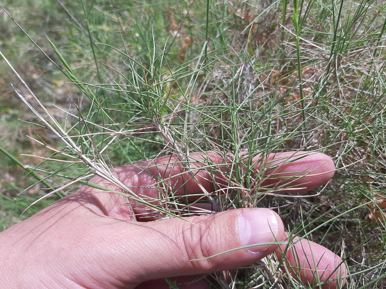 Brachypodium retusum