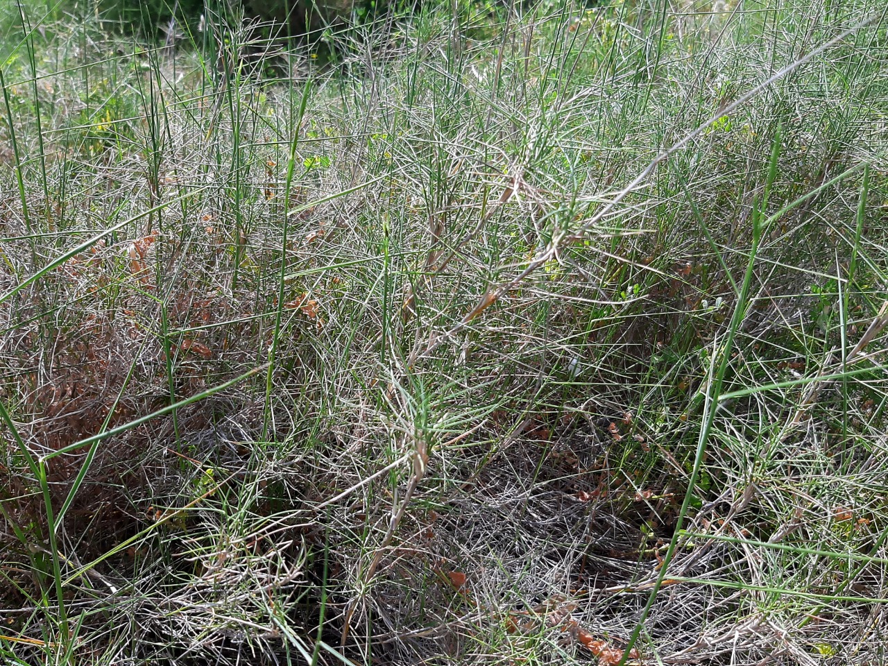 Brachypodium retusum