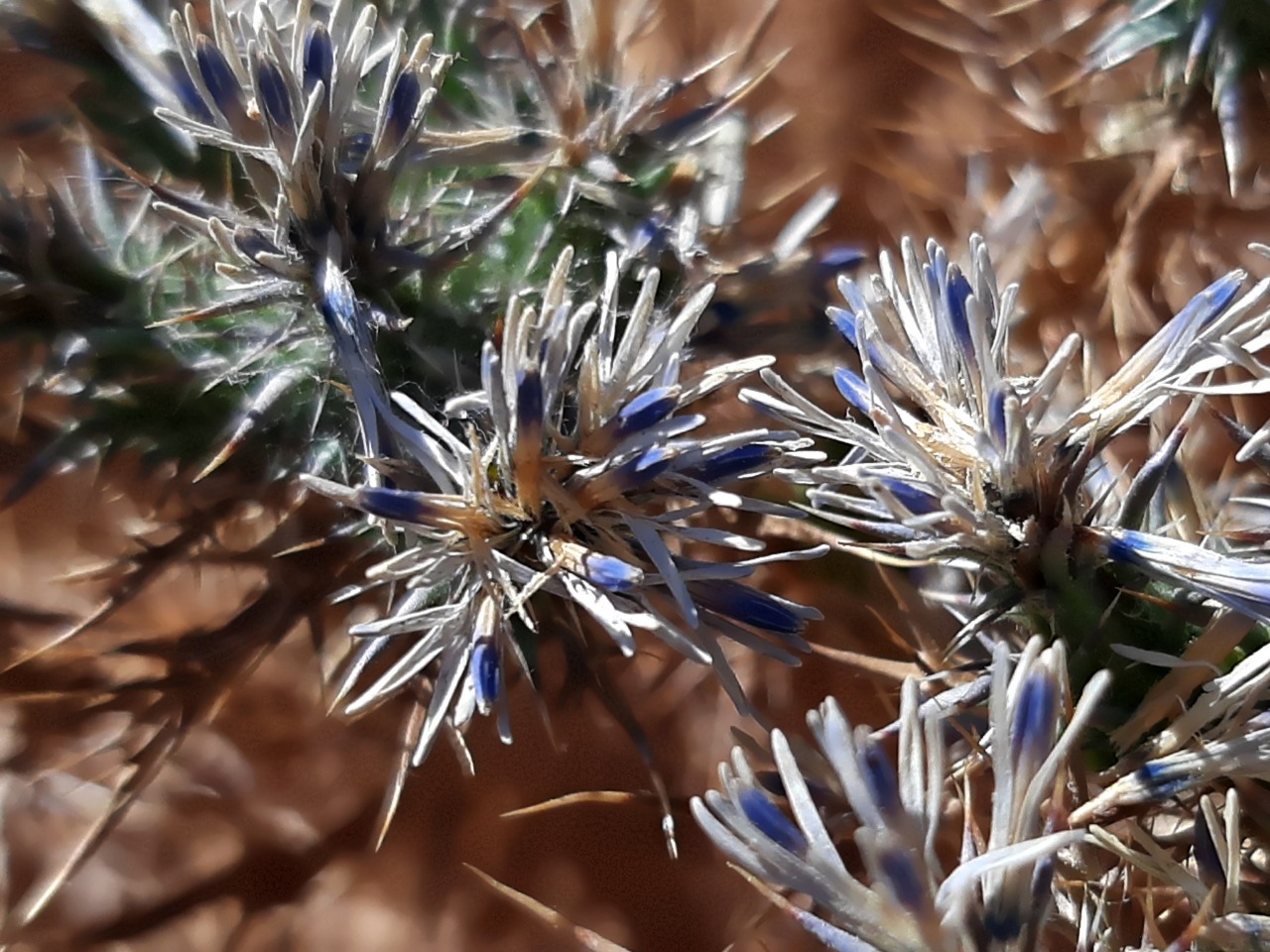 Cardopatium corymbosum