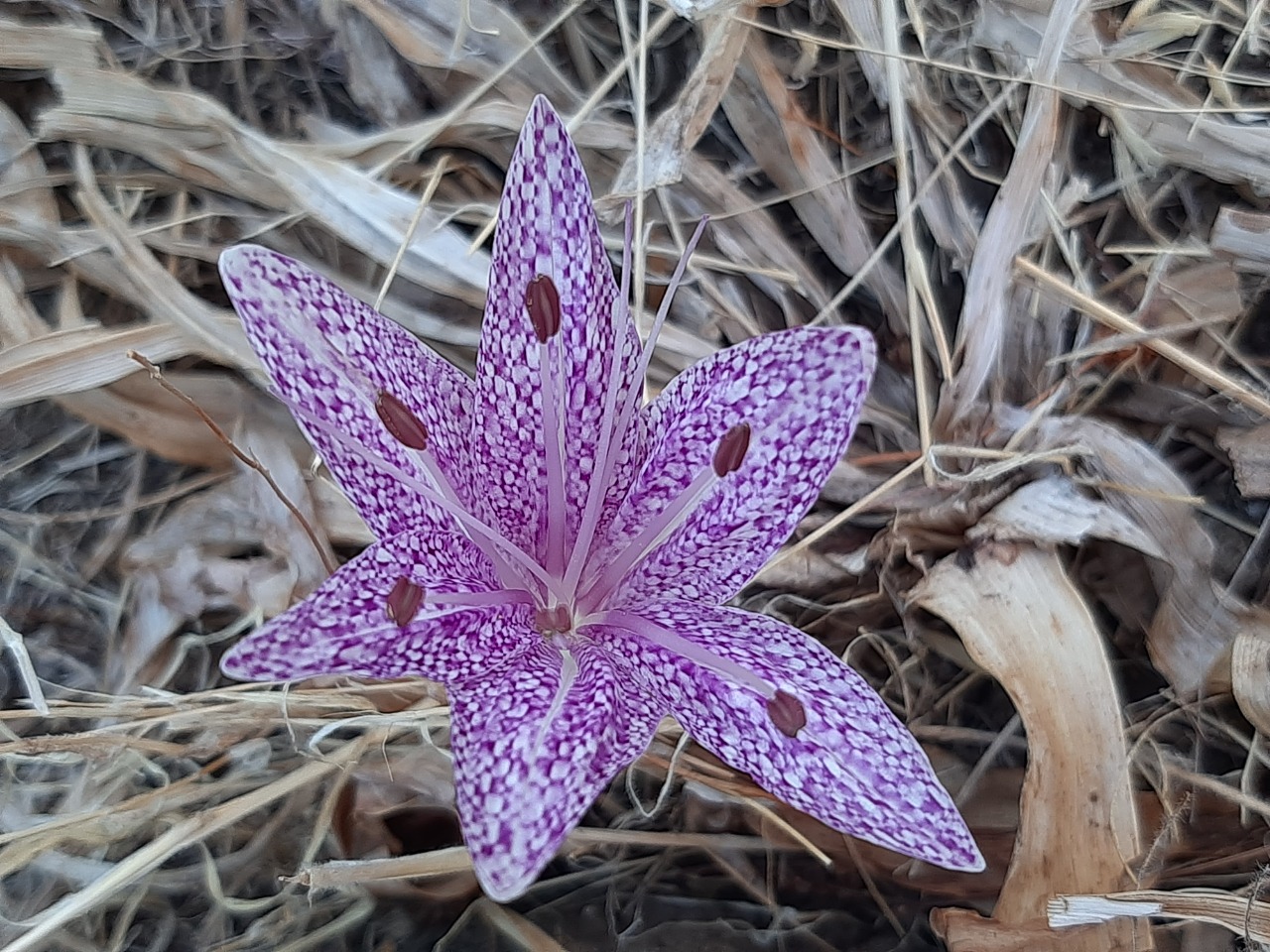 Colchicum variegatum