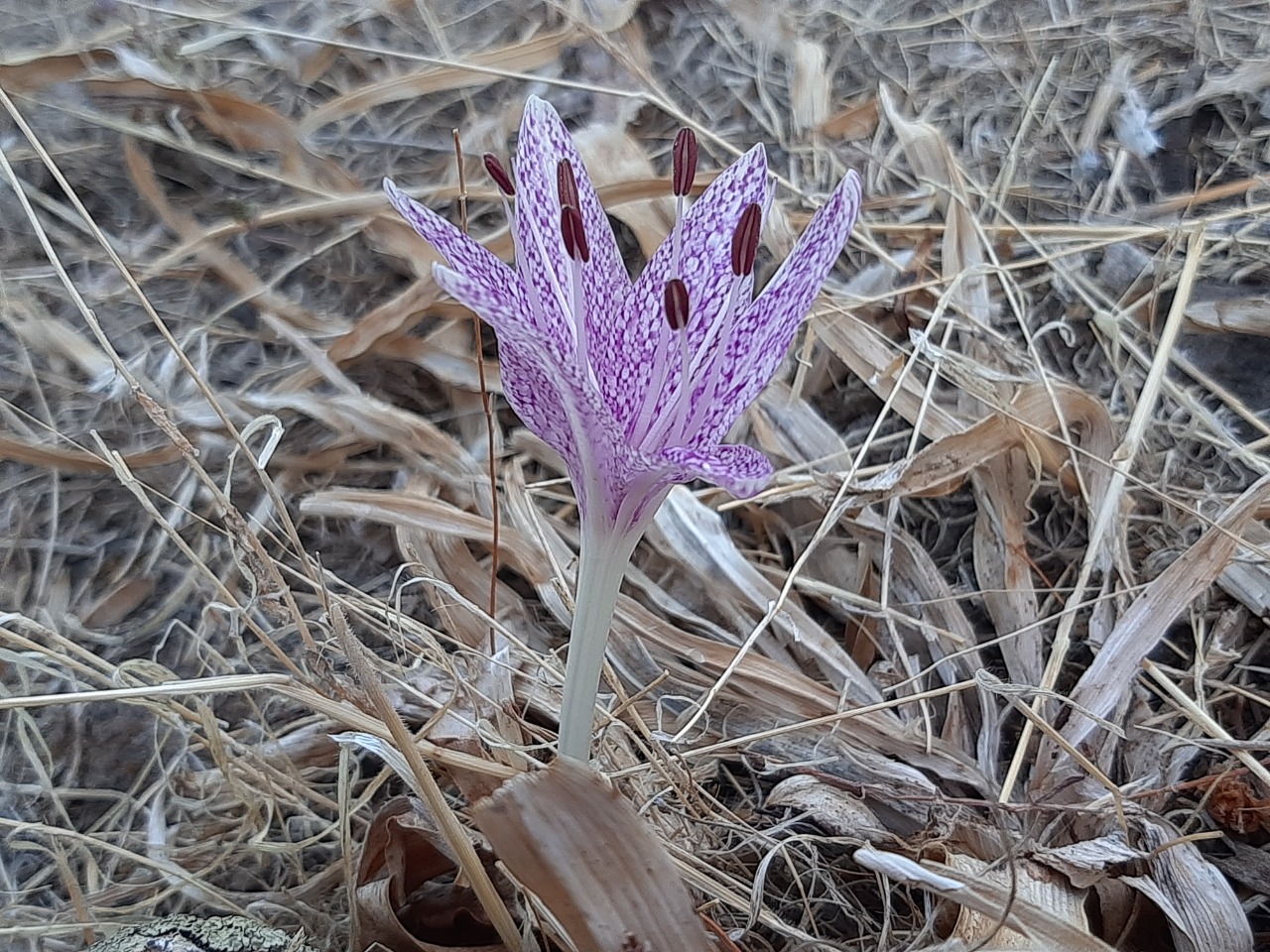 Colchicum variegatum