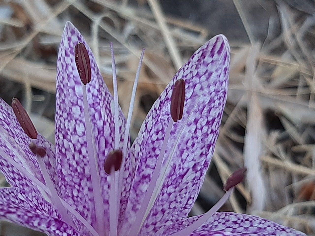 Colchicum variegatum