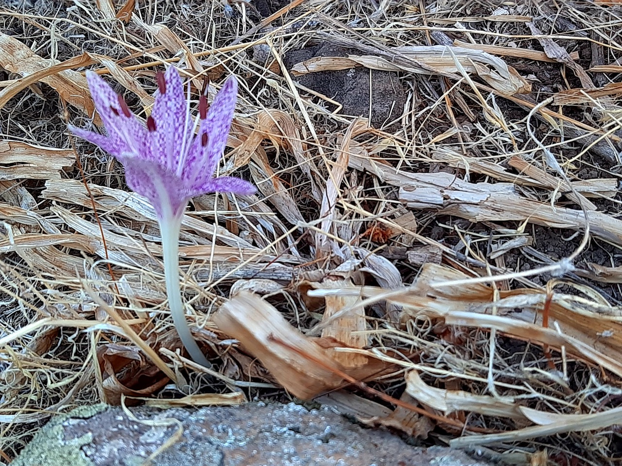 Colchicum variegatum