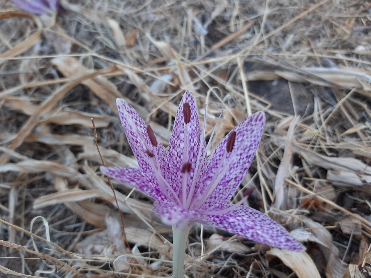 Colchicum variegatum