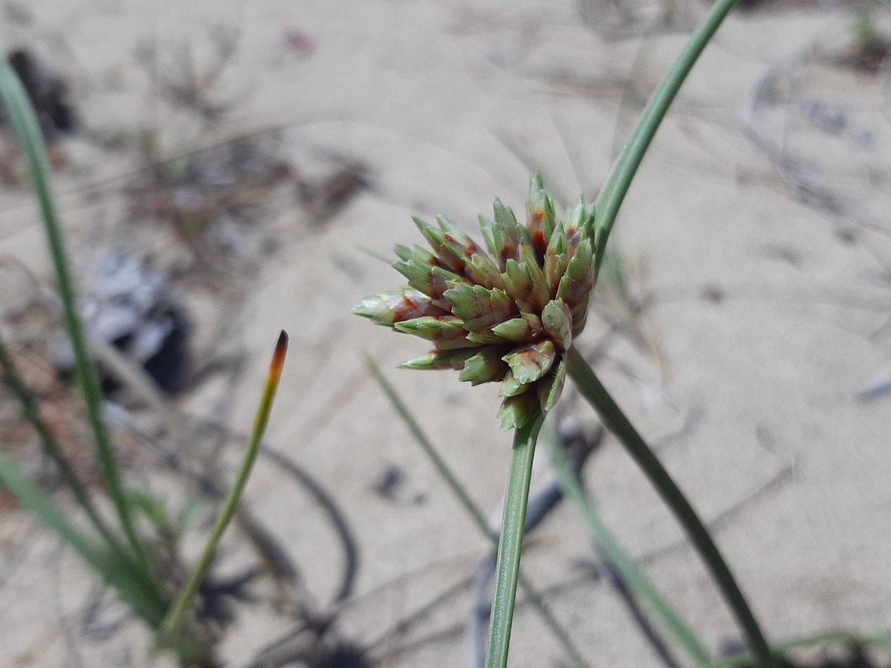 Cyperus capitatus