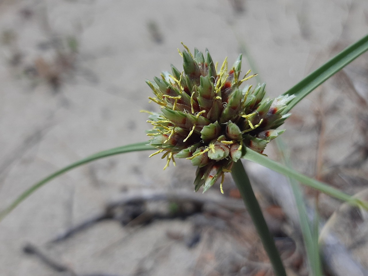 Cyperus capitatus
