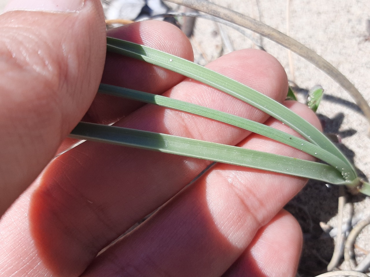 Cyperus capitatus