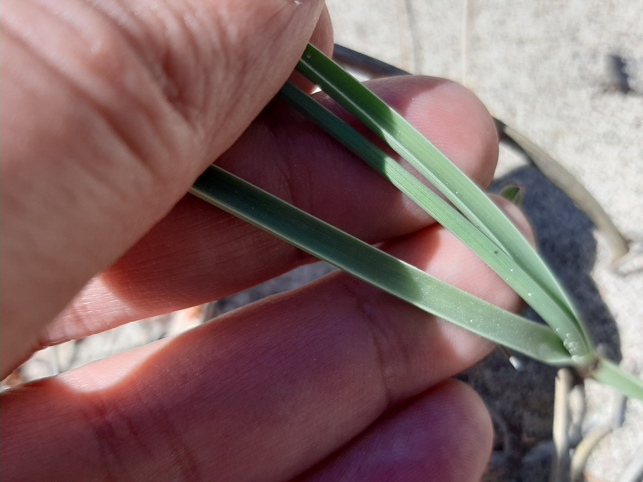 Cyperus capitatus