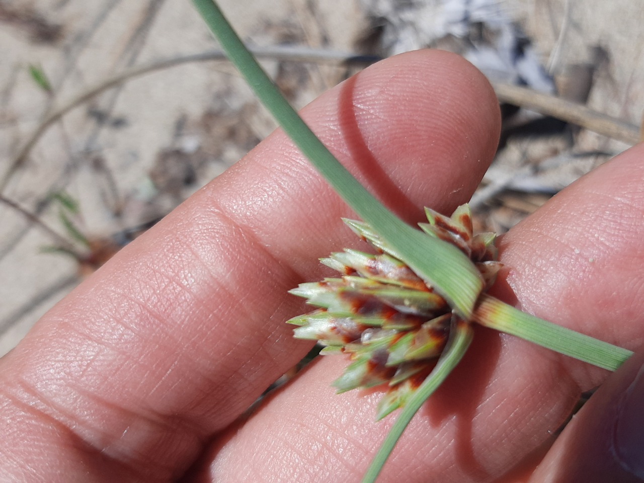 Cyperus capitatus