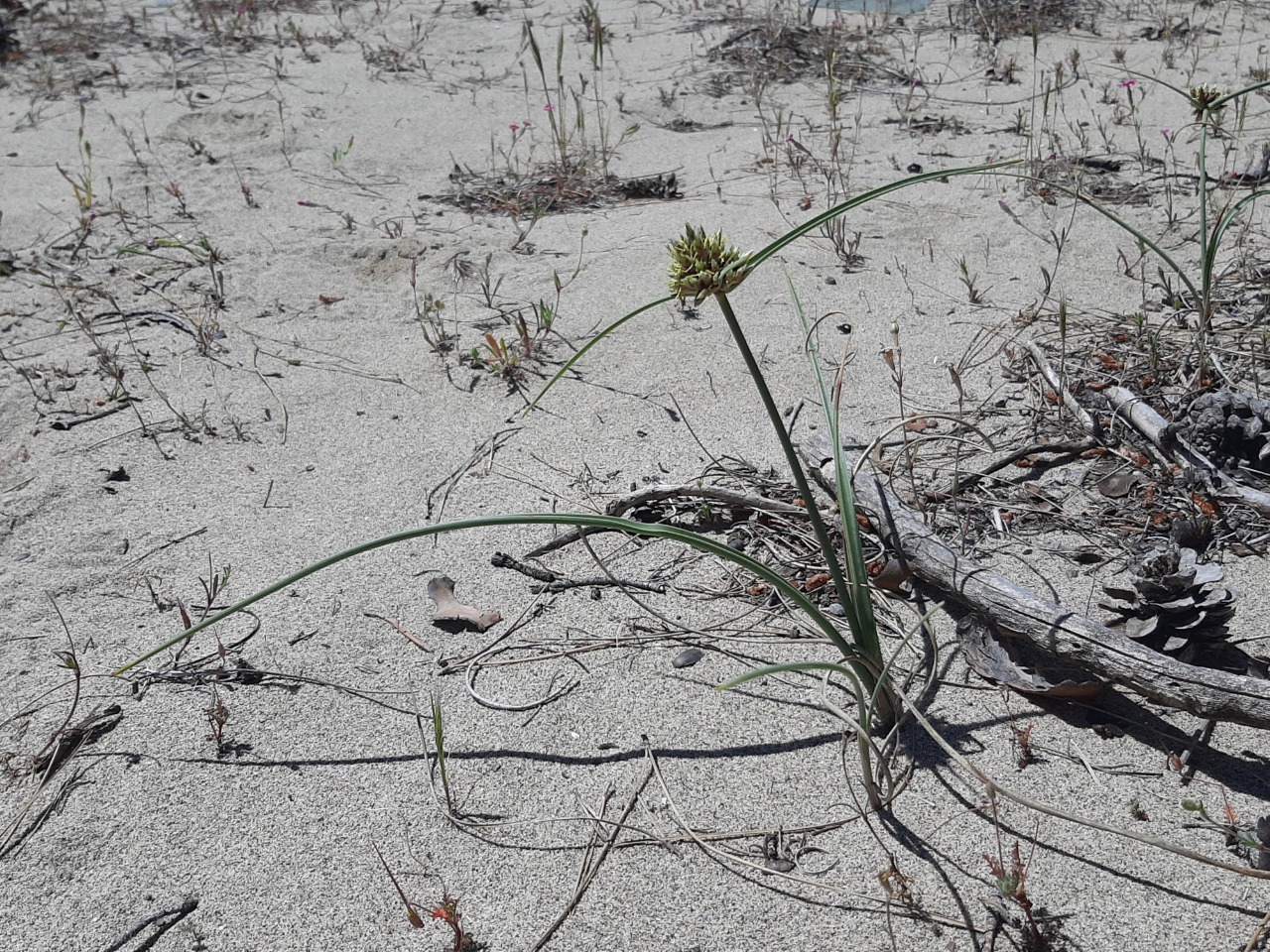 Cyperus capitatus