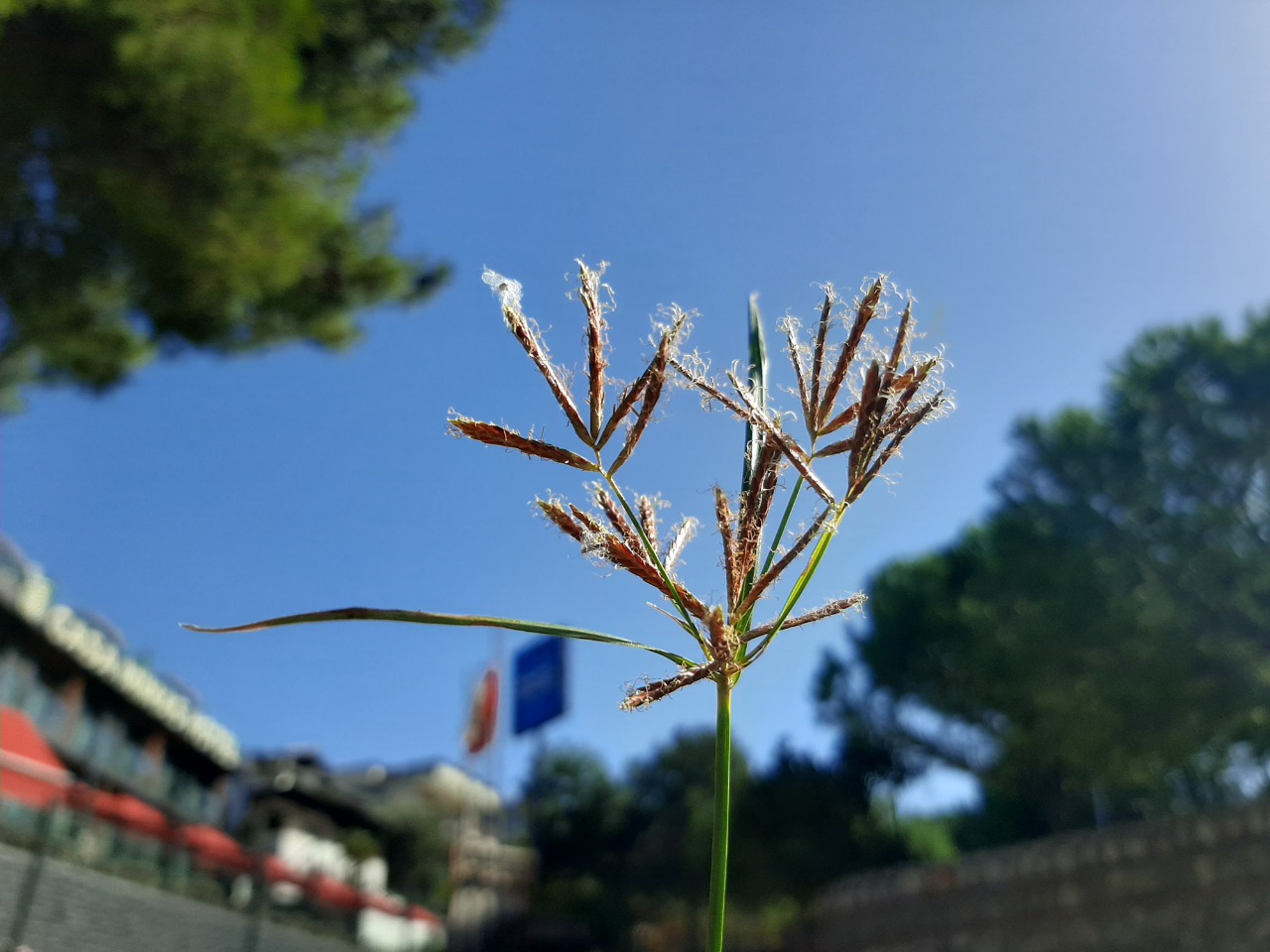 Cyperus rotundus