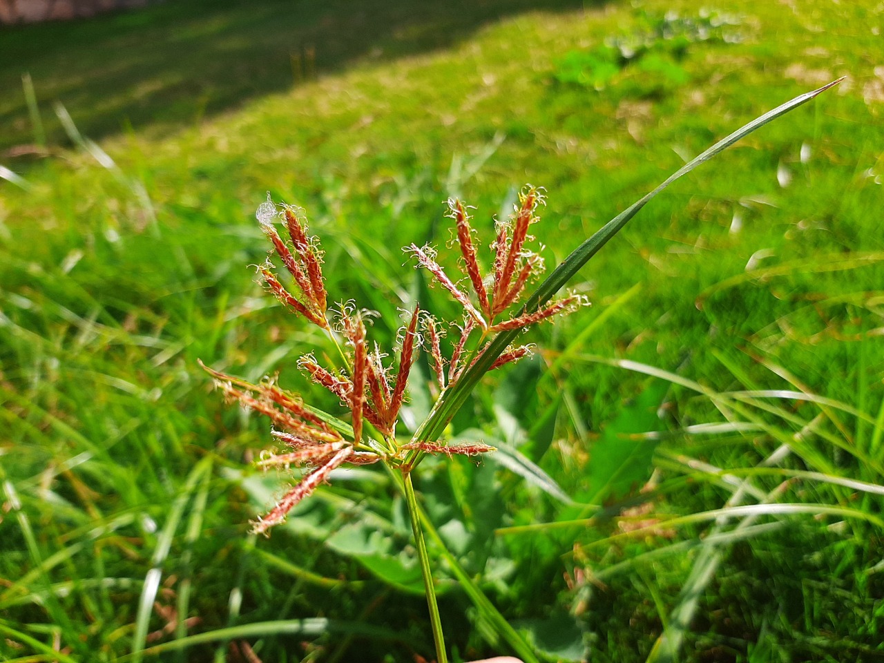 Cyperus rotundus