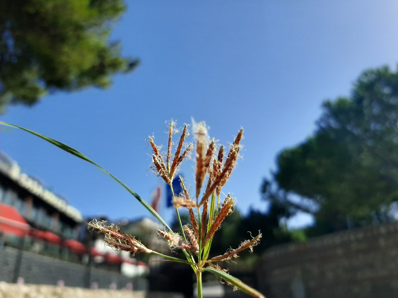 Cyperus rotundus