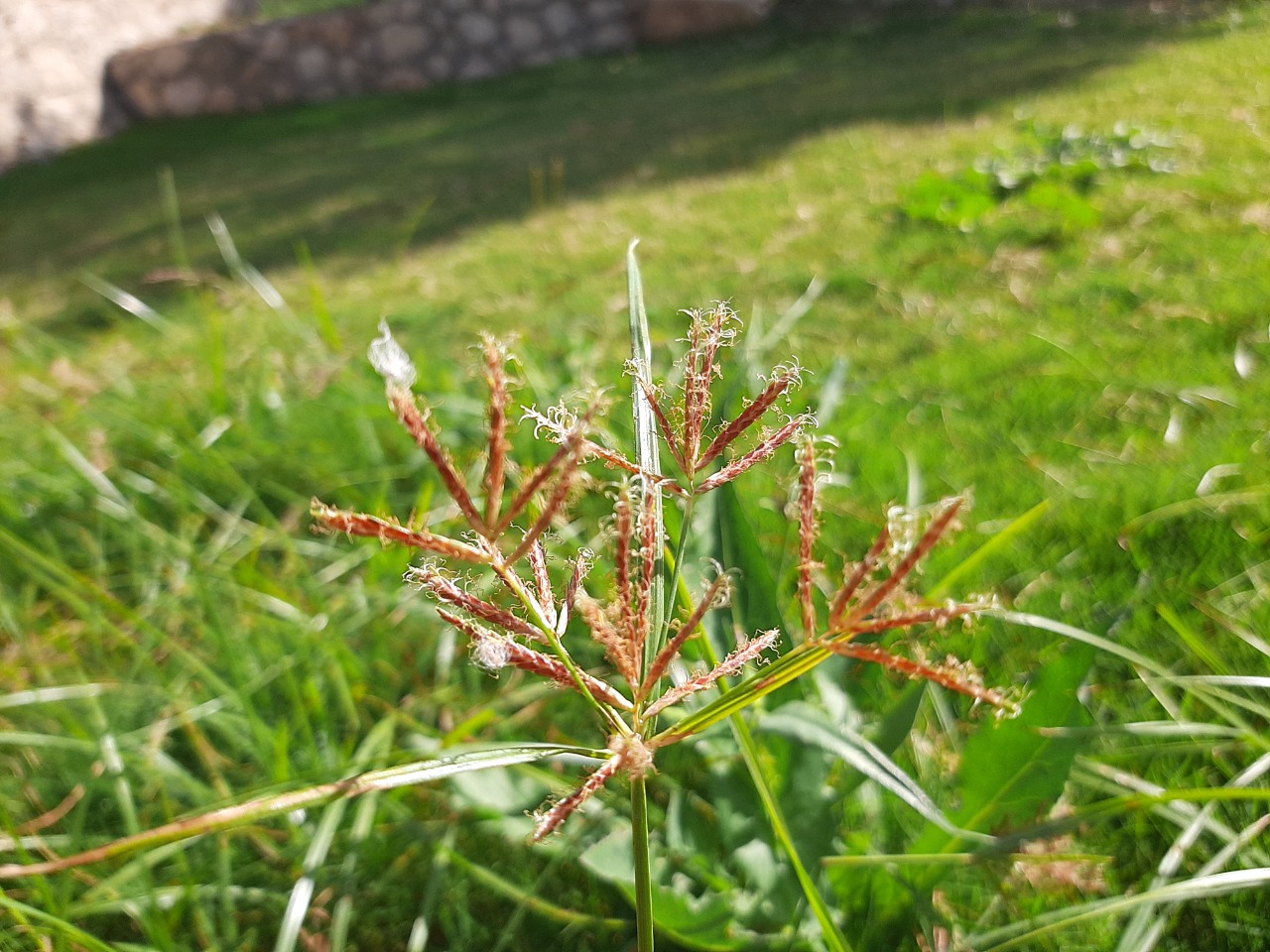 Cyperus rotundus