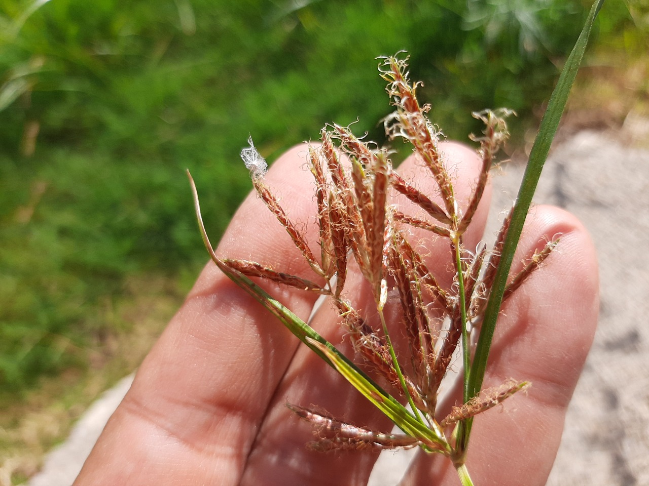 Cyperus rotundus