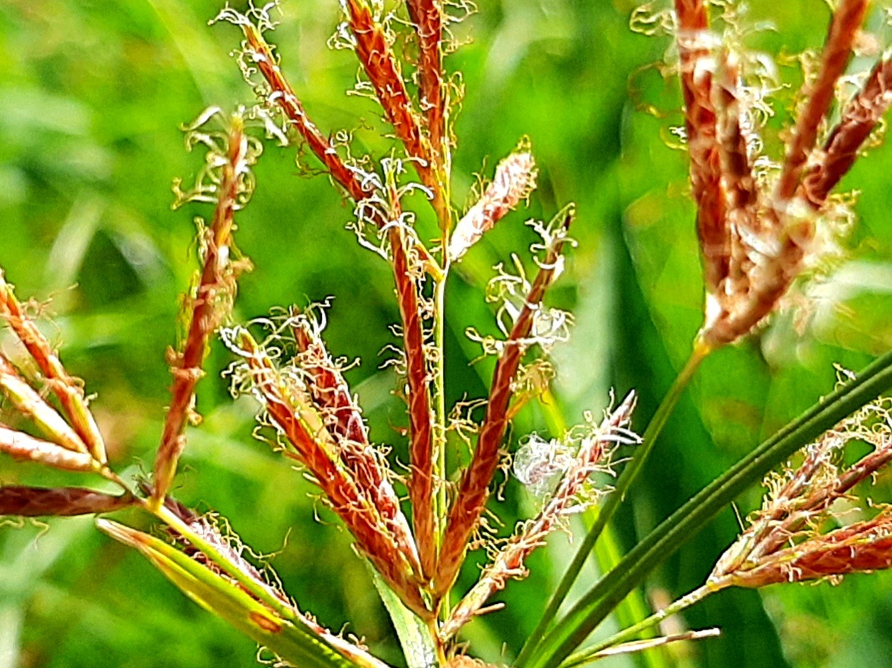 Cyperus rotundus