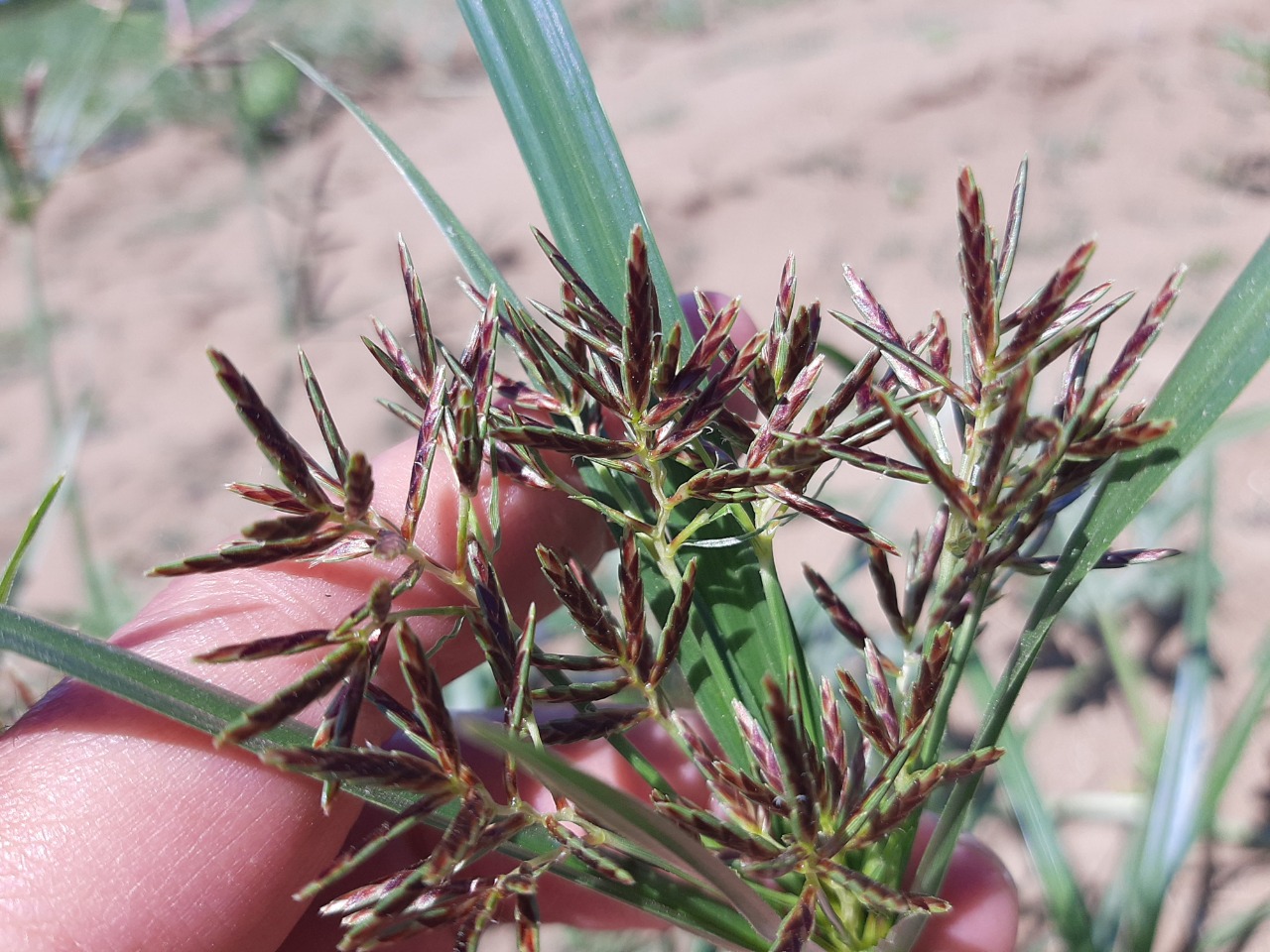 Cyperus rotundus