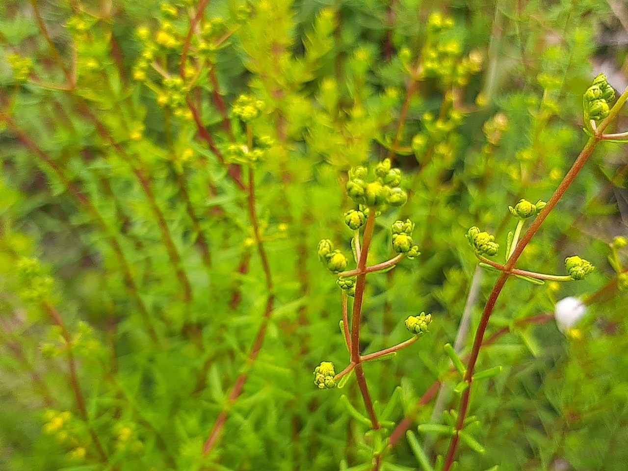 Hypericum empetrifolium