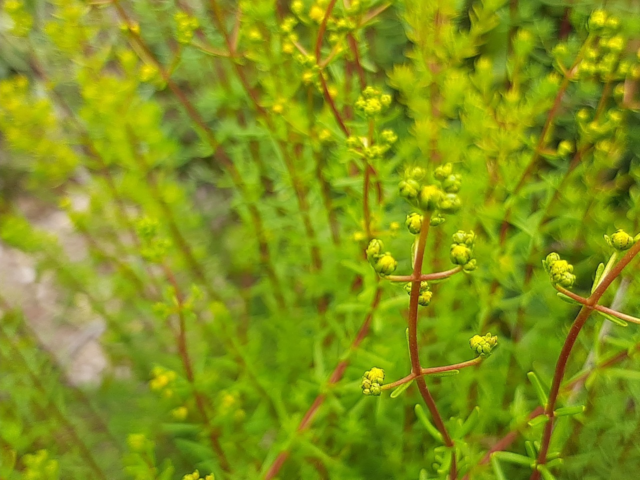 Hypericum empetrifolium