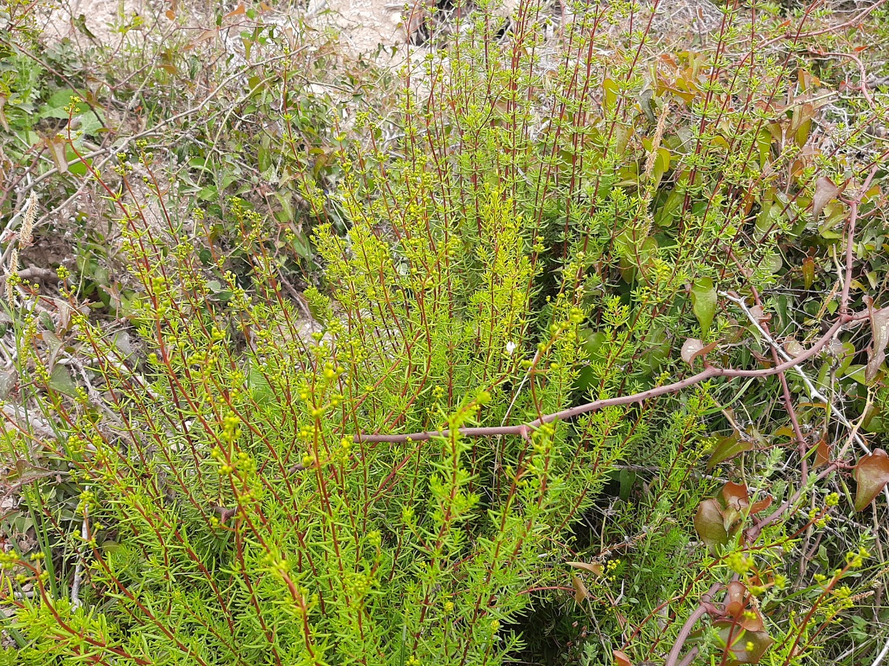 Hypericum empetrifolium