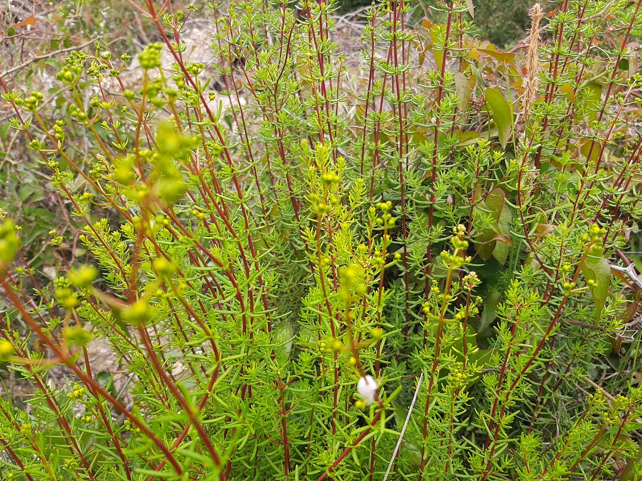 Hypericum empetrifolium