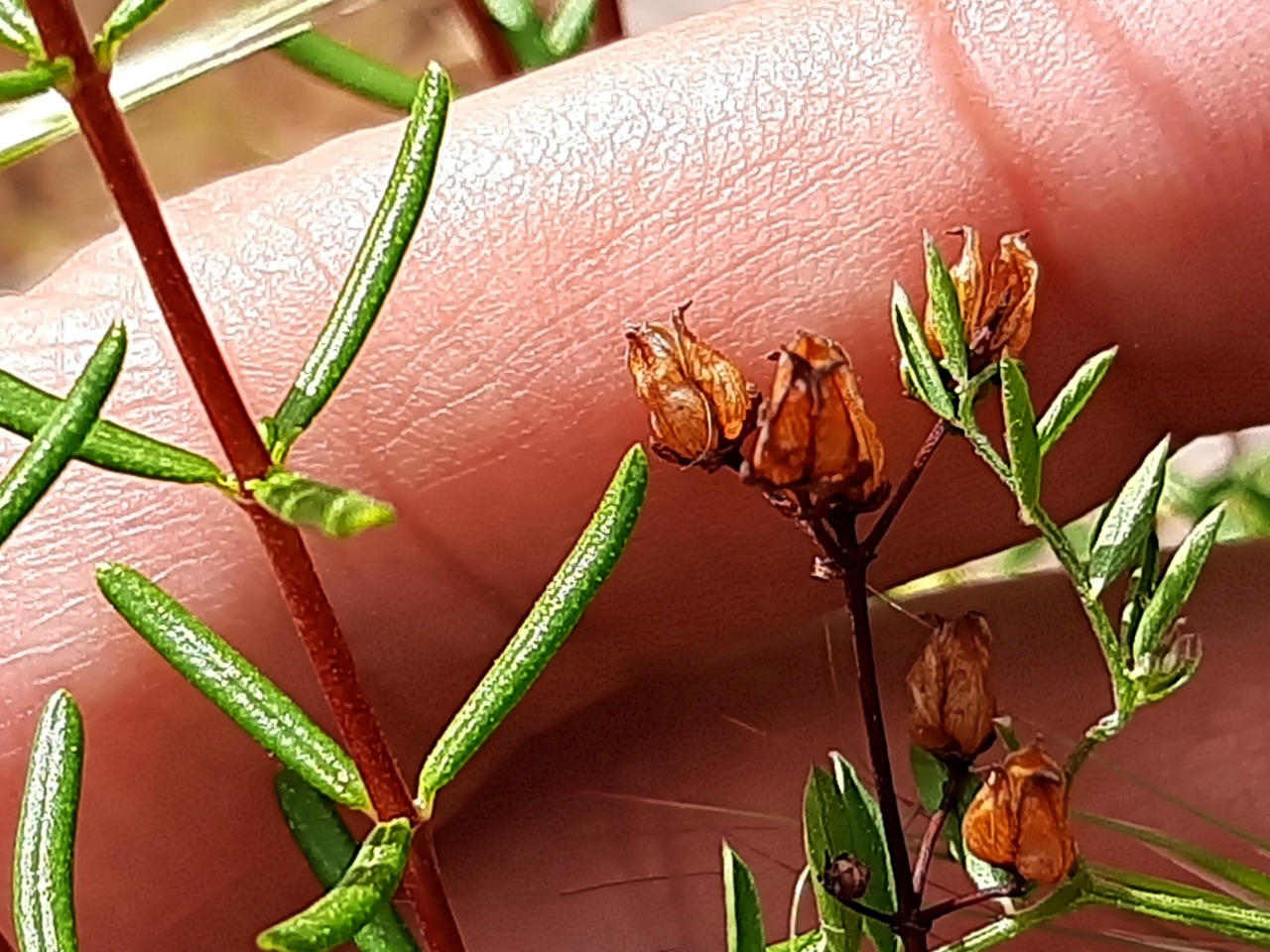 Hypericum empetrifolium