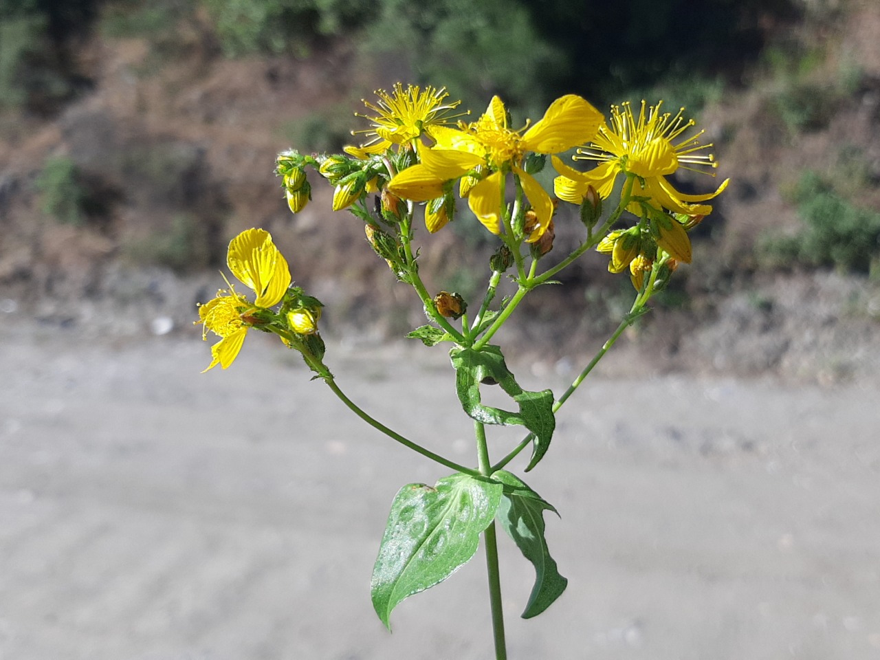 Hypericum perfoliatum